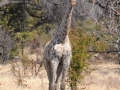 giraf7, maun-moremi