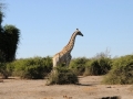 giraf9, chobe