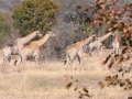 giraf9, maun-moremi