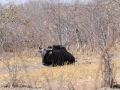 gnu4, savuti