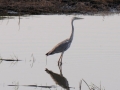 grå hejre, chobe