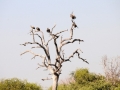 grib4, chobe