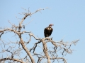 grib5, chobe