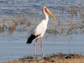 gulnæbet stork, chobefloden