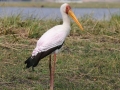 gulnæbet stork5, chobe-floden