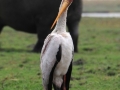 gulnæbet stork6, chobe-floden