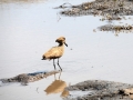 hammerhoved, chobe