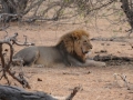 hanløve5, chobe