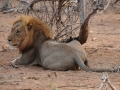 hanløve6, chobe