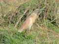 hejre, chobe-floden