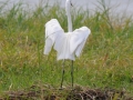 hvid hejre, chobe