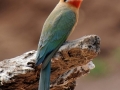 hvidbuget biæder, chobe