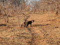 hyæner3, chobe