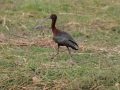 ibis1, chobe