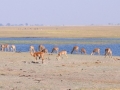 impala ved chobe-floden