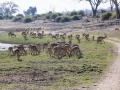 impala4, chobe