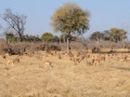 impala5, moremi-khwai