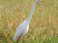 kohejre, chobe