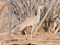 kori bustard, verdens største flyvende fugl, chobe