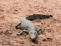 kroko1, chobe