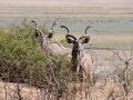 kudu16, chobe