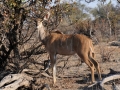 kudu3, moremi-khwai