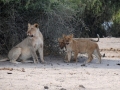 løve med unger, chobe