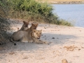 løve med unger4, chobe