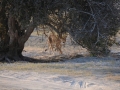 løve15, chobe