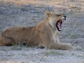 løve21, chobe