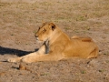 løve3, chobe
