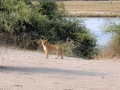 løveunge1, chobe