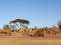 landsby9, savuti