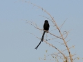 langhalet fugl, magpie shrike, moremi