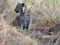 leopard med impala, moremi