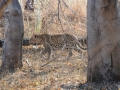 leopard, moremi