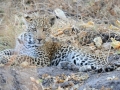 leopardunge, moremi
