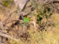 lille biæder9, okavango
