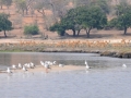 måger og impalaer, chobe