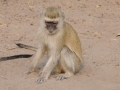 makakabe, chobe