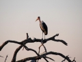 marabu stork, chobe