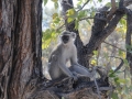 marekat, moremi-khwai