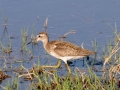 marsk sandpiper, moremi