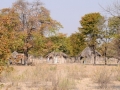 maun-okavango8