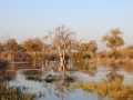 moremi-khwai2