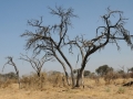 moremi-khwai20