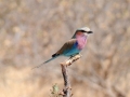 Botswanas nationalfugl, lilacbreasted roller, savuti