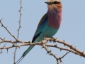 nationalfugl, lilacbreasted roller1, savuti