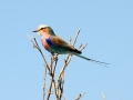nationalfuglen1, lilacbreasted roller, chobe
