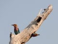 nationalfuglen1, lilacbreasted roller2, chobe
